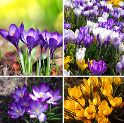 120PCS Hot Sale Many varieties Saffron Seeds Saffron Flower Seeds Saffron Crocus Seeds It Is Not the Saffron Bulbs