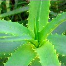 Aloe Vera Gel 1L - New and Improved