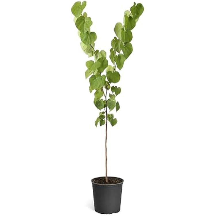 Brighter Blooms - Eastern Redbud Tree, 6-7 ft. - No Shipping to AK, AZ, HI, OR