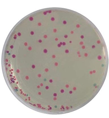 Edvotek 224 Rainbow Transformation, For 10 Lab Groups