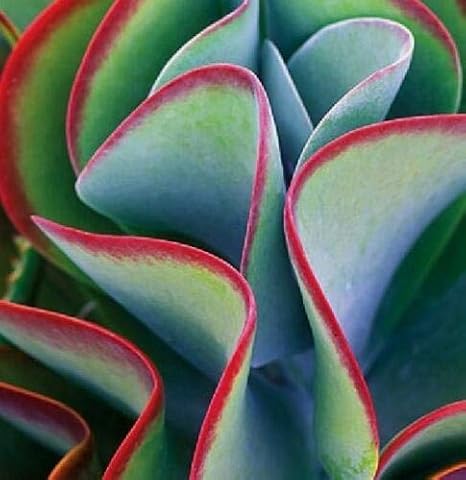 Kalanchoe Thyrsiflora (TJ) Exotic Rare xeriscaping mesembs Succulents Seed 30 Seeds , Succulent, Cactus