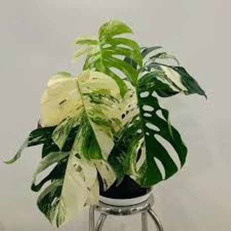 100pcs Green White Monstera deliciosa Plant Seeds