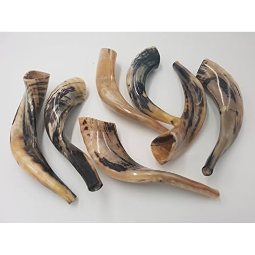 Set of 7 Polished Kosher Rams Ram Horn Shofars - Authentic Jewish Instrument - 10-13 Inch Curved Length Kosher
