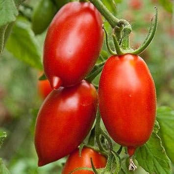 Amish Paste Tomato (20 Seed Pack)