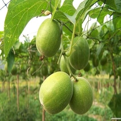 Monk Fruit Seeds 50pcs Green
