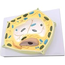 Plant Model Plant Cell Model 2000X Magnification Plant Cell Micro Structural Anatomy Model Teaching Training Aid for Biological Study Anatomical Teaching Tool