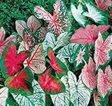 (40) Caladium Spectacular Mixed Colors, Elephant Ears, Bulbs, Root, Rhizome, Plant, Perennial