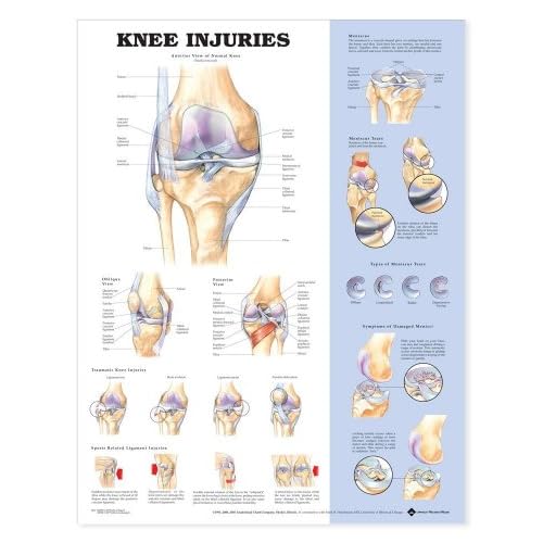 Anatomical Chart Company Knee Injuries Anatomical Chart