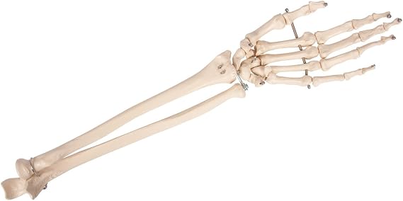 Sport-Tec Hand Skeleton with Forearm Movable Anatomy Model Anatomical Teaching Aid Medicine