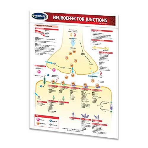 Neuroeffector Junctions Guide - Medical Quick Reference Guide by Permacharts