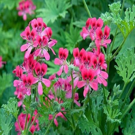 100pcs Pink Rose Geranium Pelargonium Flower Seeds