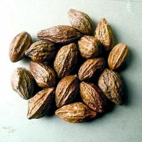 Whole Harde Terminalia Chebula/Haritaki/Black Myrobalan by Masala Cottage® 25g-1.9kg (1900, Grams)