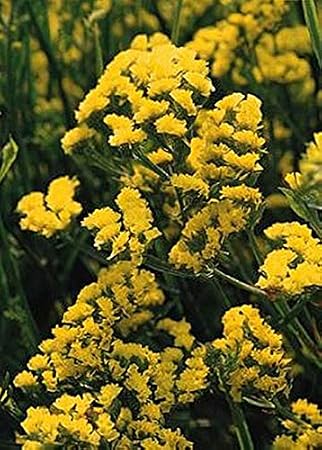 Statice Qis Yellow Seed