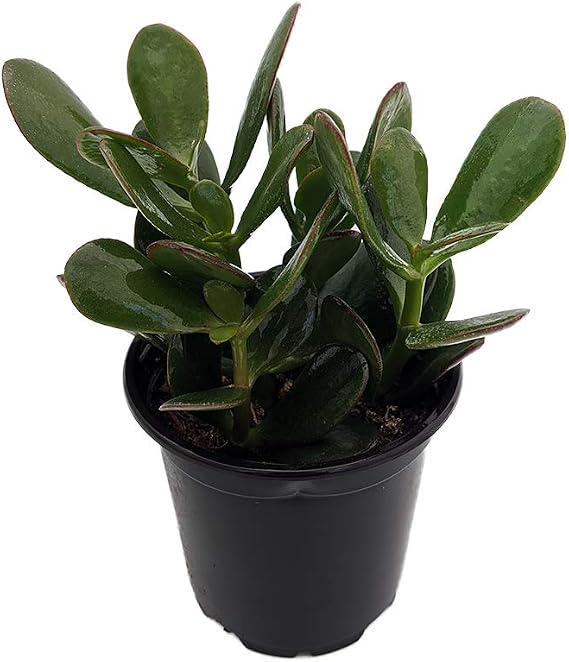Jade Plant - Crassula ovuta - Easy to Grow - 4" Pot