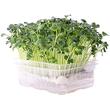 Re-usable Self-Watering Mini Microgreens Growing Trays - 2 Trays - For Any Soil or Hydroponic Microgreens Growing Kit - Grow Micro Greens, Wheatgrass, or Cat Grass - Easy Countertop Sprouting Tray