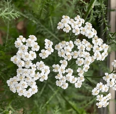100pcs White Yarrow Flower Seeds