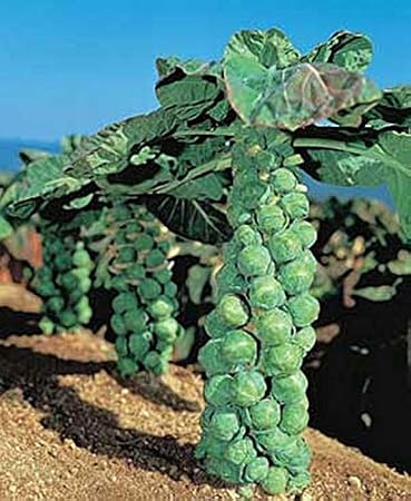 Jade Cross Brussel Sprouts