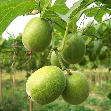 80Pcs Green Monk Fruit Seeds