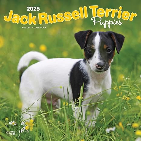Jack Russell Terrier Puppies | 2025 12 x 24 Inch Monthly Square Wall Calendar | Plastic-Free | BrownTrout | Animals Dog Breeds Puppy