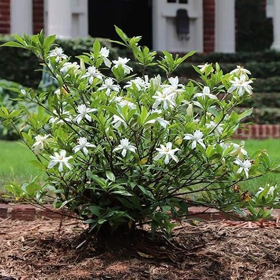 Brighter Blooms - Dwarf Radicans Gardenia Shrub, 1 Gallon - No Shipping to AK, AZ, HI
