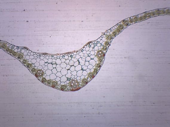 EISCO Monocot Leaf Cross Section - Prepared Microscope Slide - 75 x 25mm - Biology & Microscopy