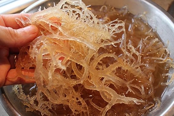 Organic SEA Moss (RAW) 1 LB - Irish Moss DR SEBI NDQ