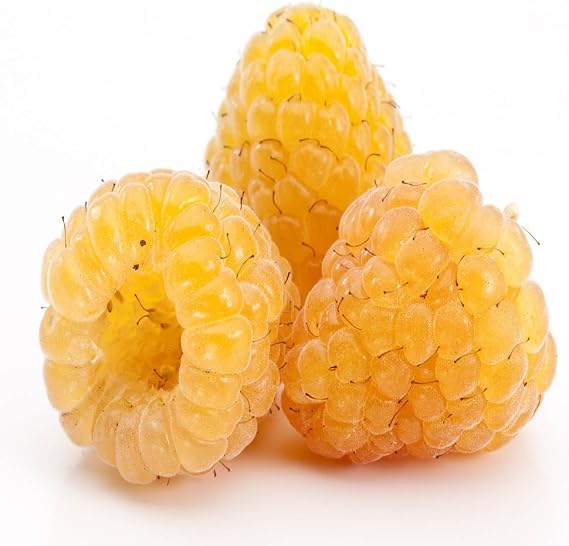 Golden Raspberry - 2 Golden Raspberry Plants - Everbearing - Organic Grown -