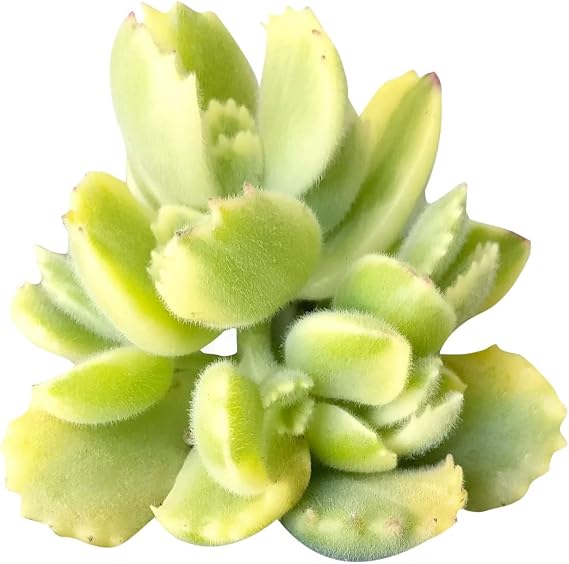 Variegated Cotyledon Bear Paw Rare Succulent 2 inch | Healthy Live Succulent