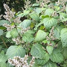 Patchouli (Pogostemon cablin) - Packet of 30 Seeds
