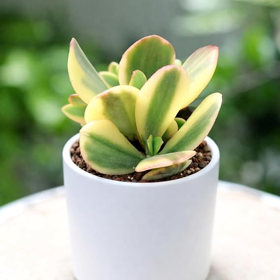 Succulents Box Crassula ovata f. variegata Live Rare Crassula Succulent, 2" Plastic Pot