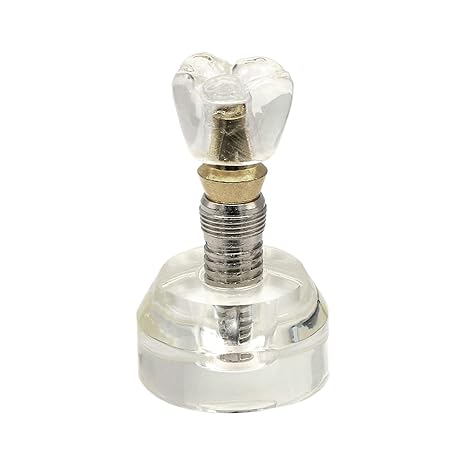 Dental Teeth Model Implant Demonstration Model Clear Teeth for Study Teach M2020