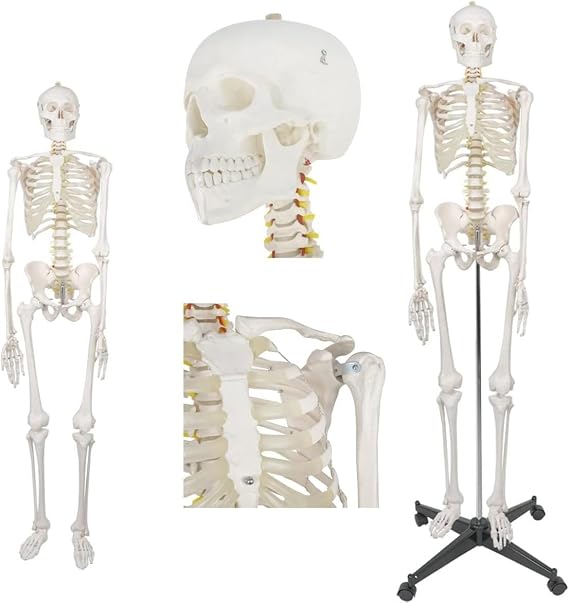 Life-Size Human Skeleton Model 170cm for Anatomy Education – Flexible Full Body Skeleton,1pcs