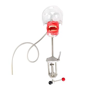 Manikin Simulator Head Lab Training Phantom Head with Typodont Teeth Model Fixed on Desk 1:1 High Emulation 360-Degree Adjustable for Dental Schools Education Practical Demonstration