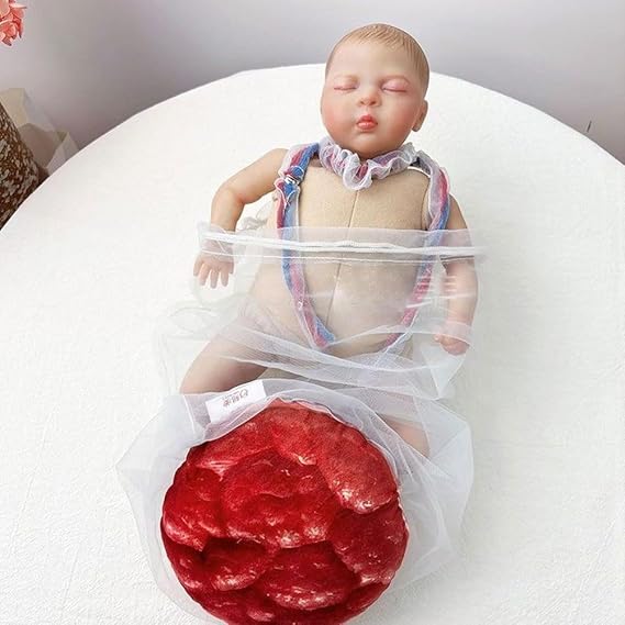 Demonstration of the Birth of a Newborn and the Cutting of the Umbilical Cord, Female Pelvic Birth Model, Umbilical Cord/Placenta Birth Simulator
