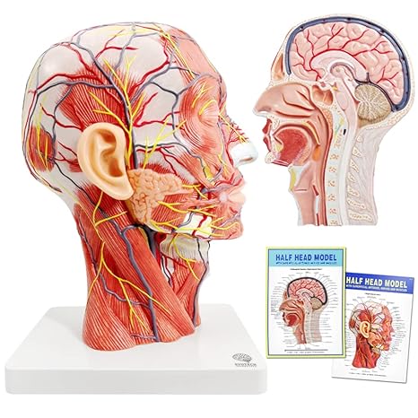 Human Half Head Superficial Neurovascular Model with Musculature, Life Size