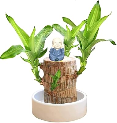 2024 Newly Mini Brazilian Wood,Brazilian Wood Plant, Easy Grow Lucky Wood Plant,Brazillian Wood Money Tree, Brazilian Lucky Wood Housewarming Gift for New Home Office Navy