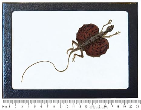 BicBugs Draco haematopogon RED Form Flying Lizard mummified Preserved Indonesia Framed