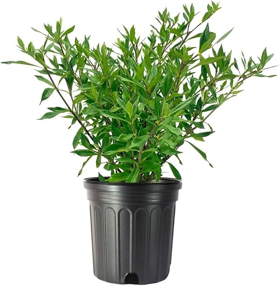 Frostproof Gardenia | 1 Large Trade Gallon Size Plant | Fragrant Blooming Shrub | Gardenia Jasminoides