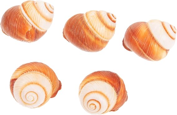 OUNONA 5Pcs Natural Escargot Shells for Baked Snails French Style Cooking Serving Decorative Snail Shells for Seafood Dishes