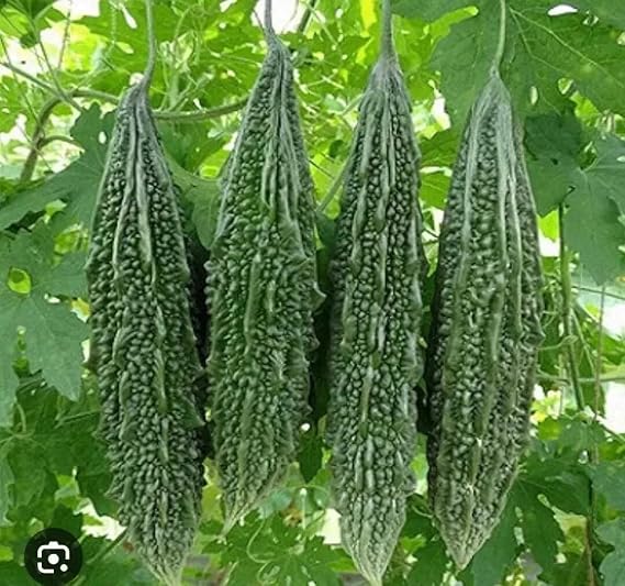 Bangladeshi Hybrid Vegetable Seeds/বাংলাদেশী উচ্চফলনশীল হাইব্রিড জাতের বীজ/High-Yield Variety (Bitter Gourd 10 Seeds)
