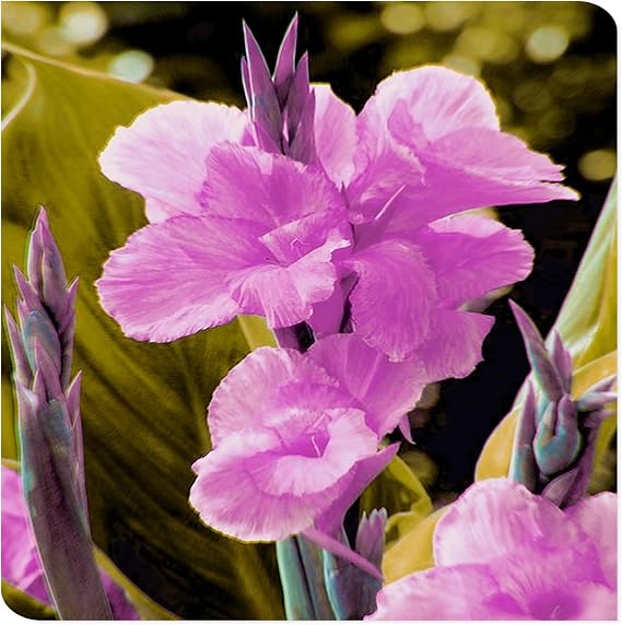 Canna Lily Bulbs Mix Flowering, Canna Lily Tubers, Canna Lily Grow Fast. Exotic, Excellent Display, Canna Lily Easy to Plant, Canna Lily Hardy Perennial Canna Plants UK,-1bulbs-B