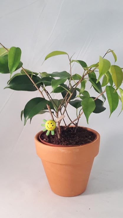 Dwarf Pandora Weeping Fig - Bonsai/Terrarium/Fairy Garden/Houseplant - 4" Pot