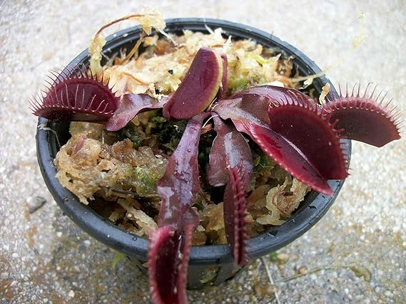 Red Dragon Venus Flytrap (Fly Trap Carnivorous Plant) Dionaea - 3" Net Pot