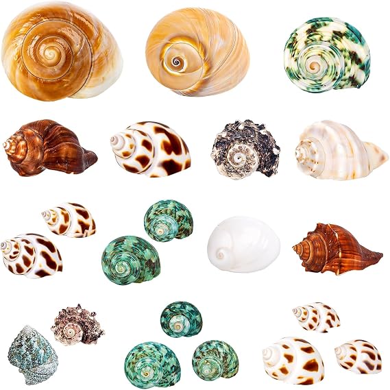 21PCS Hermit Crab Shells 1.3"-3.2", Growth Turbo Seashells