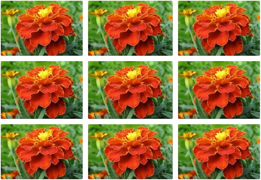 Gardenbox Turuncu Kabristan Çiçeği, 9'lu Set, 15-25 cm Tüplü, Dış Mekan