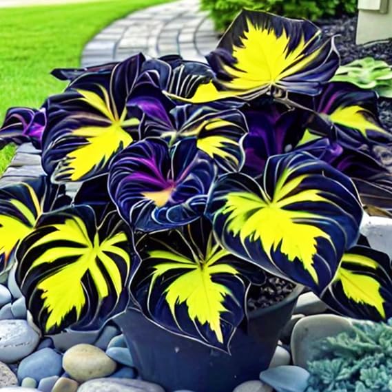 Excellent Display, Perennial, Easy Plant, Wedding Ornamental Flowers, Garden Bulbs, Midnight Hostas Bulbs UK, Hosta Plants for Sale, 4bulbs-b