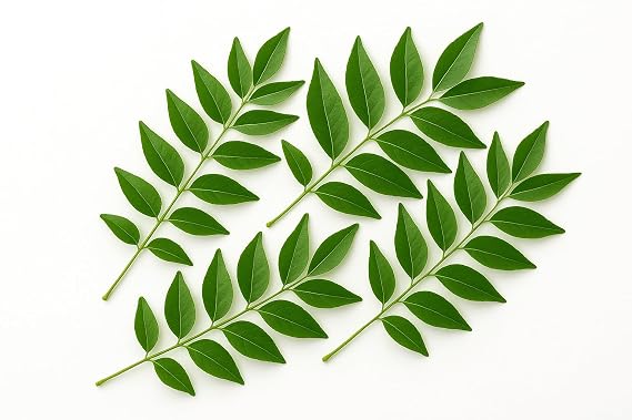 Fresh Curry Leaves (Kari Patta), Aromatic Indian Herb 1oz
