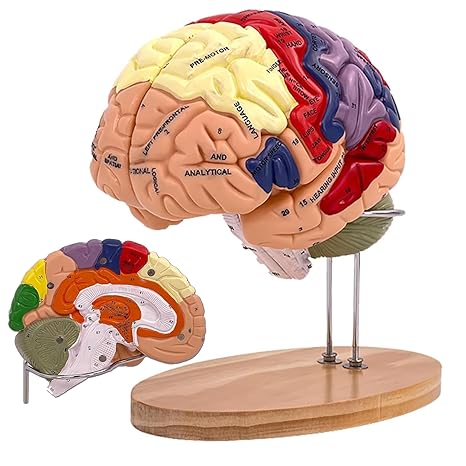 Human Brain Model Anatomy, 2X Life Size Human Brain Anatomical Model for Neuroscience with 4 Color-Coded Detachable Brain Model for Neuroscience Psychology Science Research Medical Learning