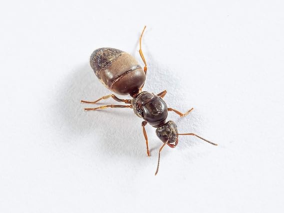 AntsRus Lasius niger Queen with eggs, brood andor workers starter kit Queen with 5-10 workers