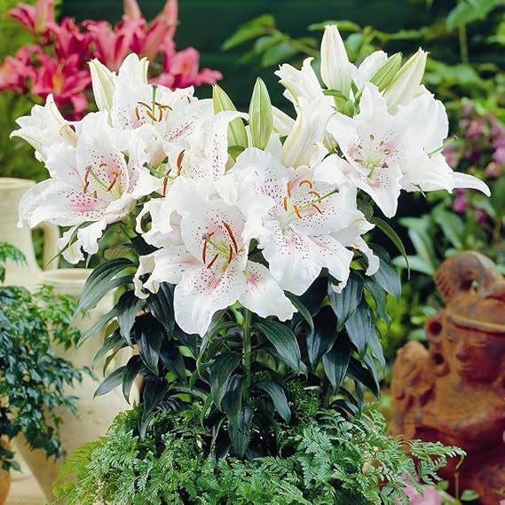 Lilium oriental Muscadet - 3 flower bulbs